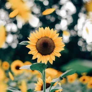 Restu Al profile icon