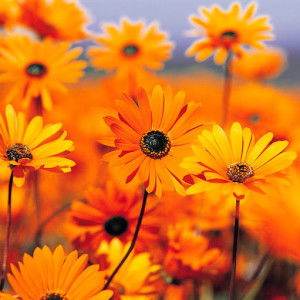 Bintang profile icon