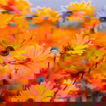 Bintang profile icon