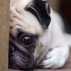 Sirirat profile icon