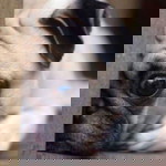 Sirirat profile icon