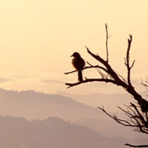 Ayu Rifanda profile icon