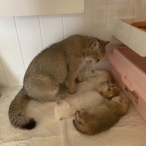 Jiruntanin Theprenu profile icon