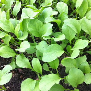 Wiphawan Khunhaphan profile icon