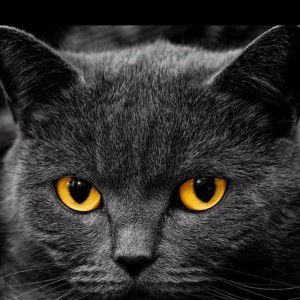 Sea Sea profile icon