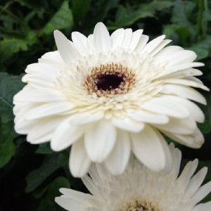 syahirah jaffar profile icon