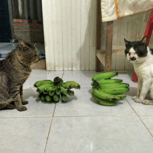 Hanna Chika profile icon