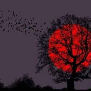 Tawipa Pinkaew profile icon