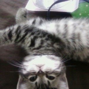 ณัฐพล จันทร์เทศ profile icon