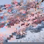 うつくし はな profile icon