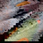 Tri Nitri profile icon