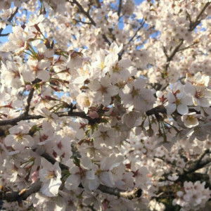 hajarani profile icon