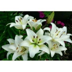 Azizah Robbani profile icon