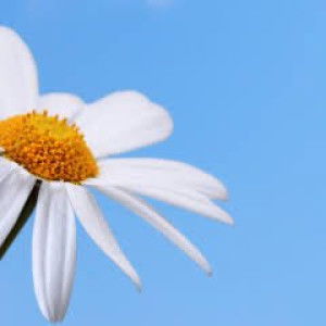 เจ้าดอกไม้ profile icon