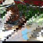 Mai Siriwimon profile icon