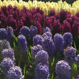 Jacqueline Hon profile icon