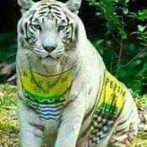 Bintang Slalu Bersinar profile icon