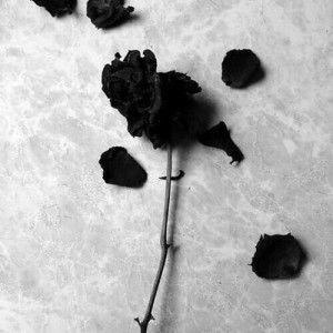 Suci Febriani profile icon