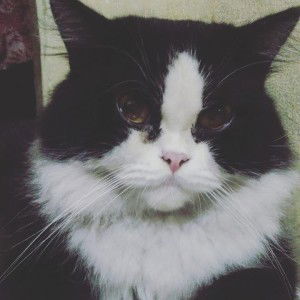 Al Fatih Amelgha Aslufita profile icon