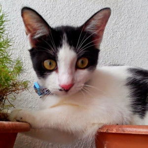 Su Aprills profile icon