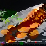 araa.saudi.foods profile icon