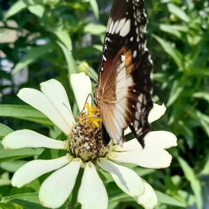 Novi Indah sari profile icon