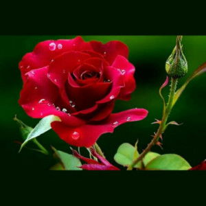 dian putri profile icon