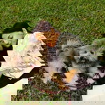 Josie Matira Astudillo profile icon