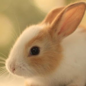 June Kung profile icon