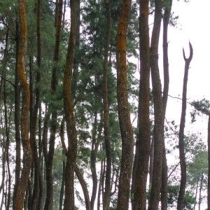 Queen Salsabila profile icon