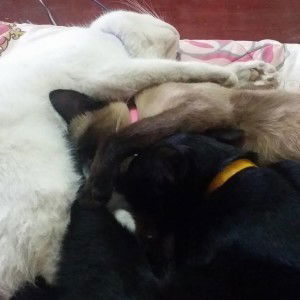 Yoohoo Maymhee profile icon