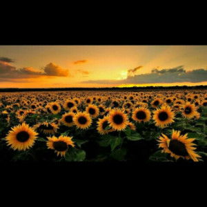 Fulanah profile icon