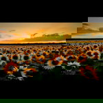 Fulanah profile icon