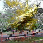 Apiradee Chimpan profile icon