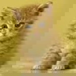 nessa tirtayana profile icon