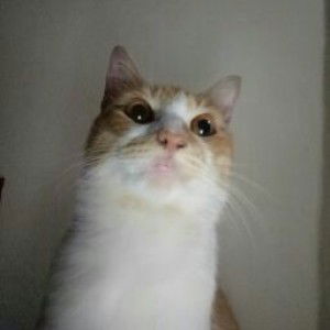 annisa dwi oktaviani profile icon