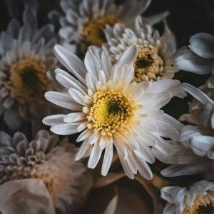 Deandra profile icon