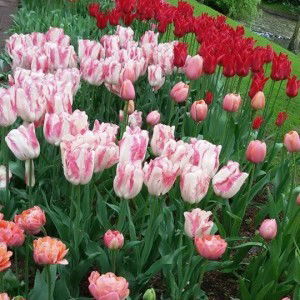 Ria Dhea profile icon