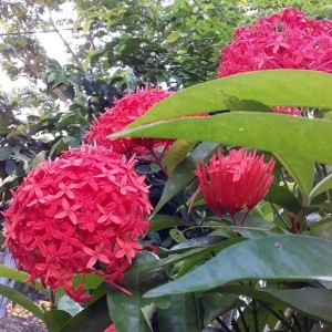 Afifah Thahirah profile icon