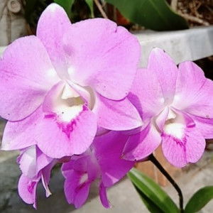 Istiqomah Iis profile icon