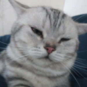 Nattaporn Auksornsuk profile icon