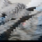 Nattaporn Auksornsuk profile icon