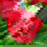 Asmaria profile icon