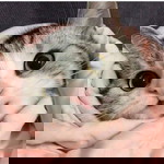 Hanna Septiani profile icon