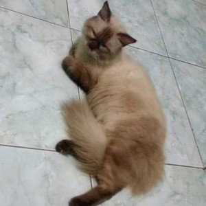 Sya Aisyah profile icon
