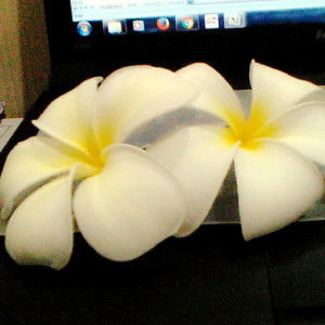 nur qoridah profile icon