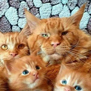 Diana Fitry profile icon