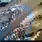 ibune d'ibra profile icon