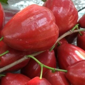 Isnawati profile icon