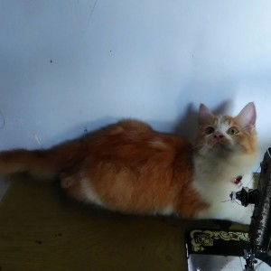 Mifta Asna profile icon